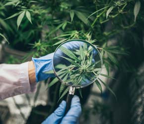 Cannabis Pflanze unter der Lupe