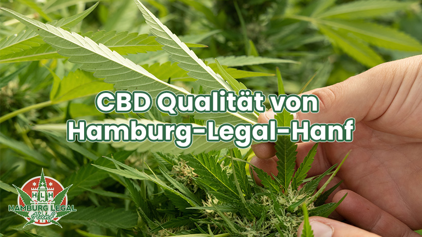 CBD mit einwandfreier Qualität von Hamburg-Legal-Hanf