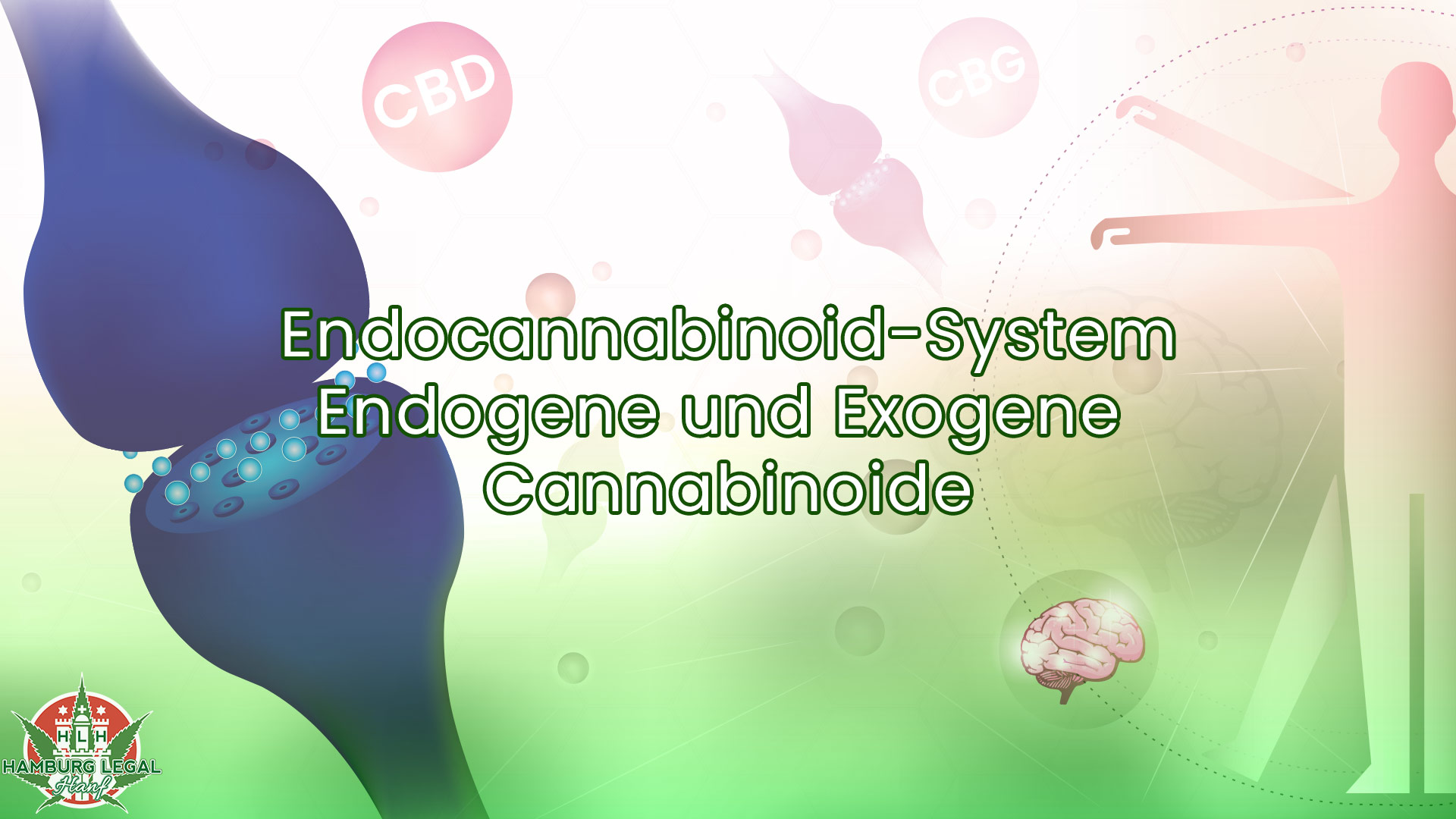 Endocannabinoid-System und Endogene & Exogene Cannabinoide