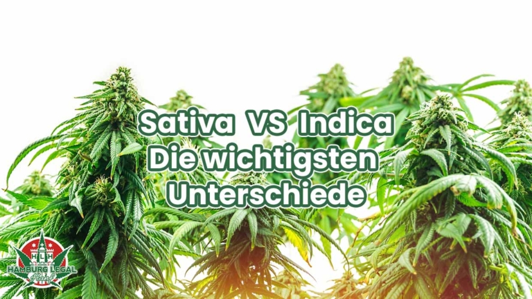 Cannabis Sativa VS Indica