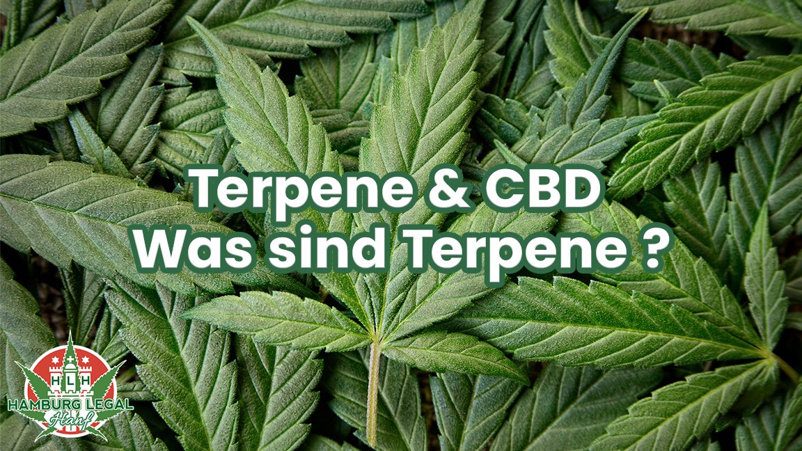 Terpene Wirkung - Terpene & Cannabis