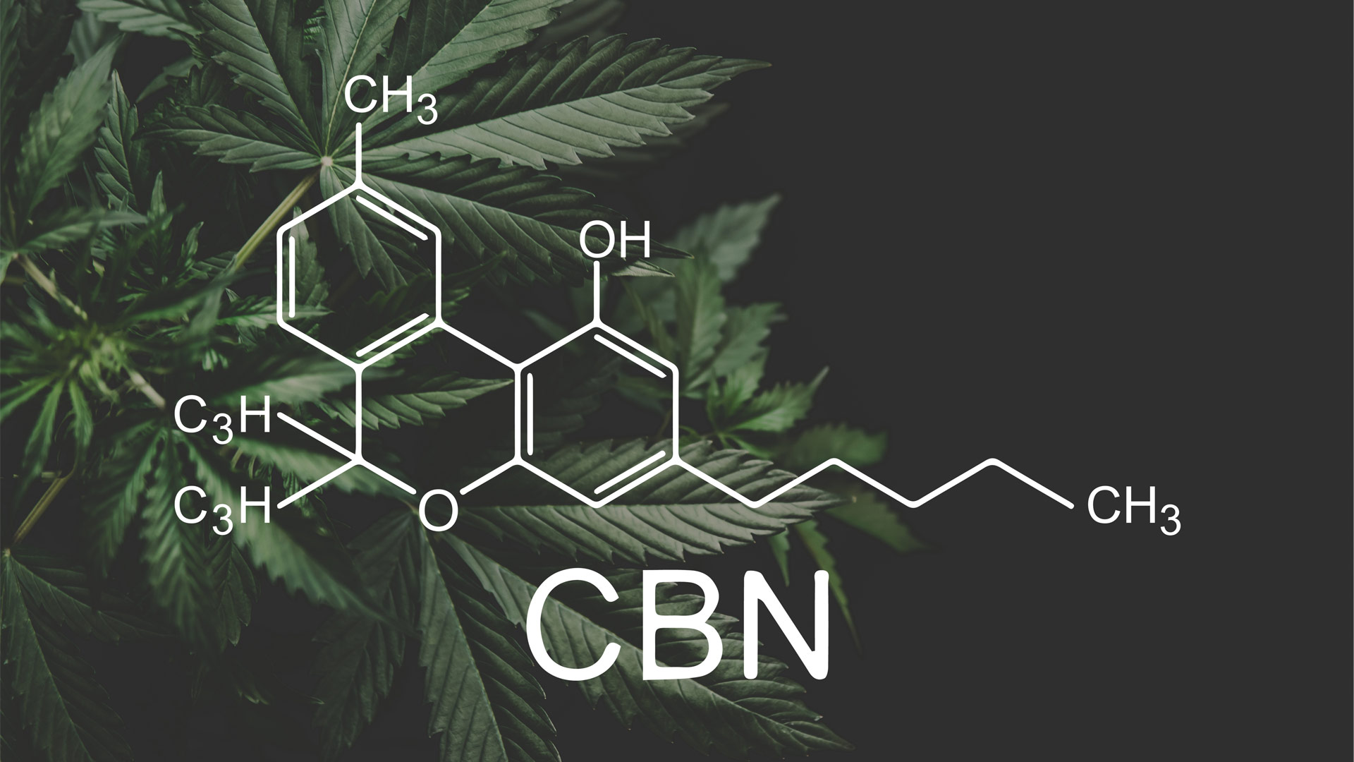 Cannabinol (CBN) und Cannabinolsäure (CBNA) - Alles über dieses Cannabinoid!